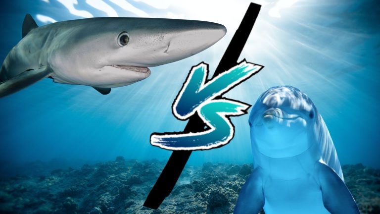 Why Sharks are afraid of Dolphins?