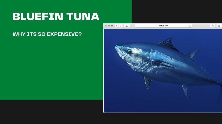 why is bluefin tuna so expensive? Some Exciting facts