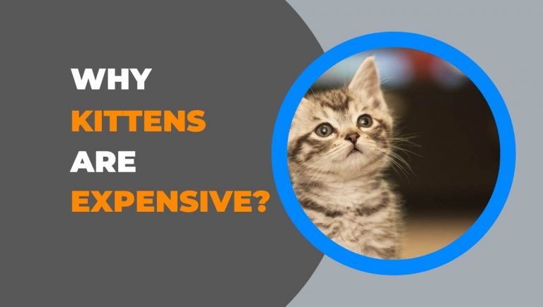 Why are Kittens so Expensive?