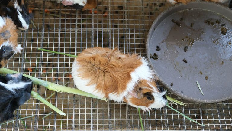 How to Get Rid of Guinea Pigs