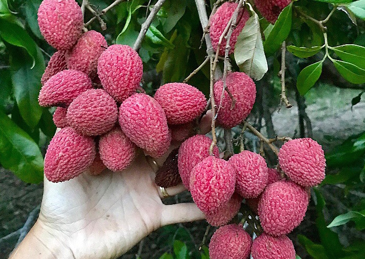 How to Say Lychee